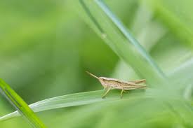 Attēlu rezultāti vaicājumam “Chrysochraon dispar”