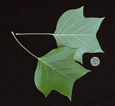 Attēlu rezultāti vaicājumam “Liriodendron tulipifera leaf”