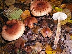 Attēlu rezultāti vaicājumam “Tricholoma flavovirens”
