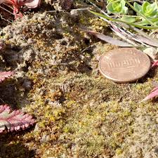 Attēlu rezultāti vaicājumam “Ephemerum serratum”