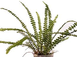 Attēlu rezultāti vaicājumam “Asplenium trichomanes”