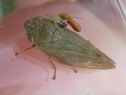 Attēlu rezultāti vaicājumam “Aphrophoridae”