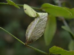 Attēlu rezultāti vaicājumam “Ancylis badiana”