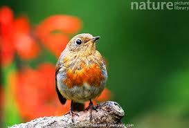Attēlu rezultāti vaicājumam “Erithacus rubecula juvenile”