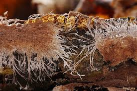 Attēlu rezultāti vaicājumam “Steccherinum fimbriatum”