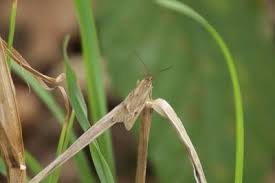 Attēlu rezultāti vaicājumam “Diurnea lipsiella”