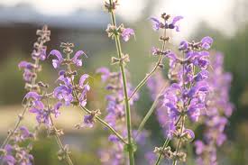 Image result for Salvia pratensis