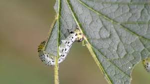 Attēlu rezultāti vaicājumam “Nematus ribesii larva”