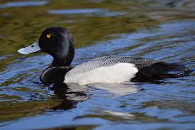 Image result for Aythya affinis