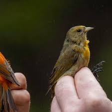Attēlu rezultāti vaicājumam “Fringillidae”