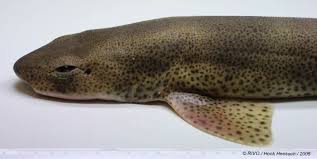 Image result for Scyliorhinus canicula