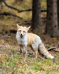 Attēlu rezultāti vaicājumam “Vulpes vulpes  adult”