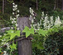 Attēlu rezultāti vaicājumam “Echinocystis lobata flower”