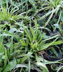 Attēlu rezultāti vaicājumam “Barbeyella minutissima stalked”