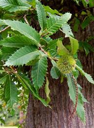 Attēlu rezultāti vaicājumam “Castanea sativa  leaf”