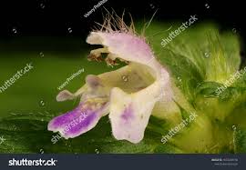 Attēlu rezultāti vaicājumam “Galeopsis bifida flower”