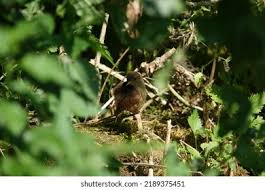 Attēlu rezultāti vaicājumam “Troglodytes troglodytes nest”