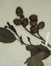 Attēlu rezultāti vaicājumam “Alnus incana bud”