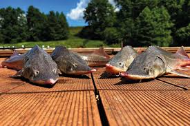 Image result for рыбалка