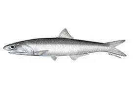 Image result for Ptychocheilus grandis