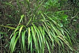 Attēlu rezultāti vaicājumam “Dianema nivale”