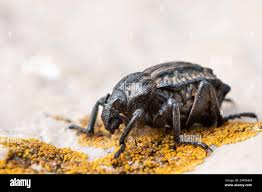 Image result for Brachycerus undatus