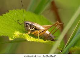 Attēlu rezultāti vaicājumam “Metrioptera roeselii”