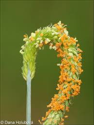 Attēlu rezultāti vaicājumam “Alopecurus aequalis flower”