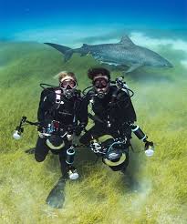 Image result for Dive Crew Scuba Diving
