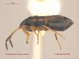 Attēlu rezultāti vaicājumam “Scolopostethus thomsoni”