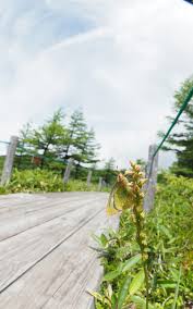 Attēlu rezultāti vaicājumam “Colias palaeno upperside”