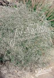 Attēlu rezultāti vaicājumam “Gypsophila paniculata leaf”