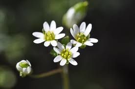Attēlu rezultāti vaicājumam “Erophila verna fruit”