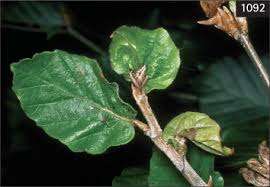 Attēlu rezultāti vaicājumam “Acalitus longisetosus”