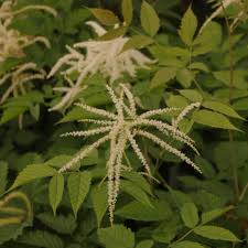Image result for Aruncus dioicus