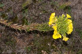 Attēlu rezultāti vaicājumam “Oenothera biennis fruit”