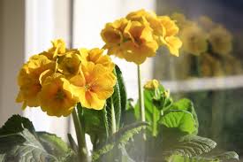 Attēlu rezultāti vaicājumam “Primula elatior flower”