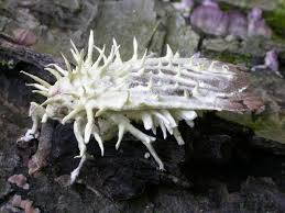 Attēlu rezultāti vaicājumam “Akanthomyces aculeatus”