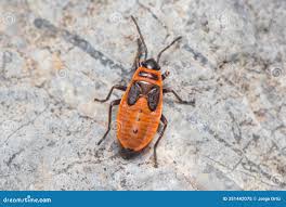 Attēlu rezultāti vaicājumam “Pyrrhocoris apterus nymph”