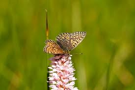 Attēlu rezultāti vaicājumam “Boloria eunomia upperside”
