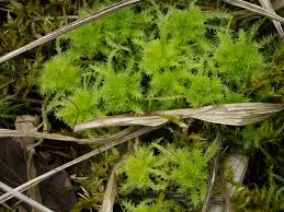 Attēlu rezultāti vaicājumam “Sphagnum squarrosum”