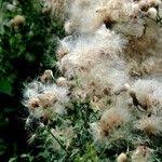 Attēlu rezultāti vaicājumam “Cirsium arvense fruit”