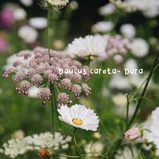 Image result for Daucus carota