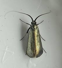 Attēlu rezultāti vaicājumam “Cauchas rufimitrella”