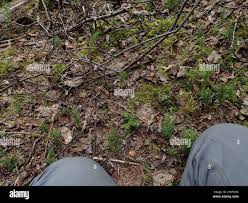 Attēlu rezultāti vaicājumam “Barbilophozia lycopodioides macro”