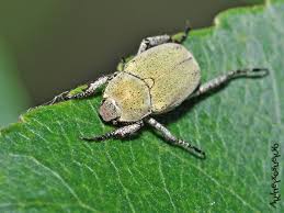 Attēlu rezultāti vaicājumam “Hoplia parvula”