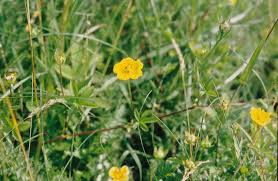 Attēlu rezultāti vaicājumam “Potentilla reptans”
