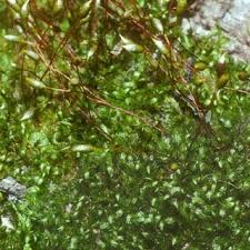 Attēlu rezultāti vaicājumam “Ephemerum serratum”