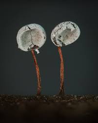 Attēlu rezultāti vaicājumam “Physarum pezizoideum macro”