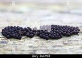 Attēlu rezultāti vaicājumam “Enerthenema papillatum”